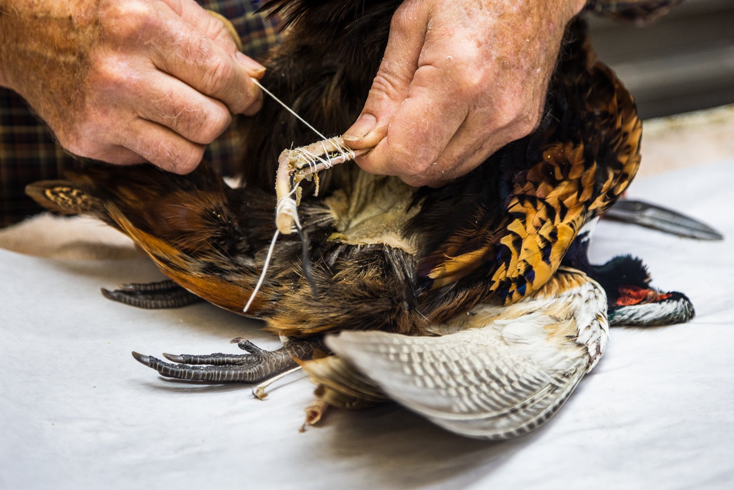 Taxidermist tying wire to the leg of a bird.