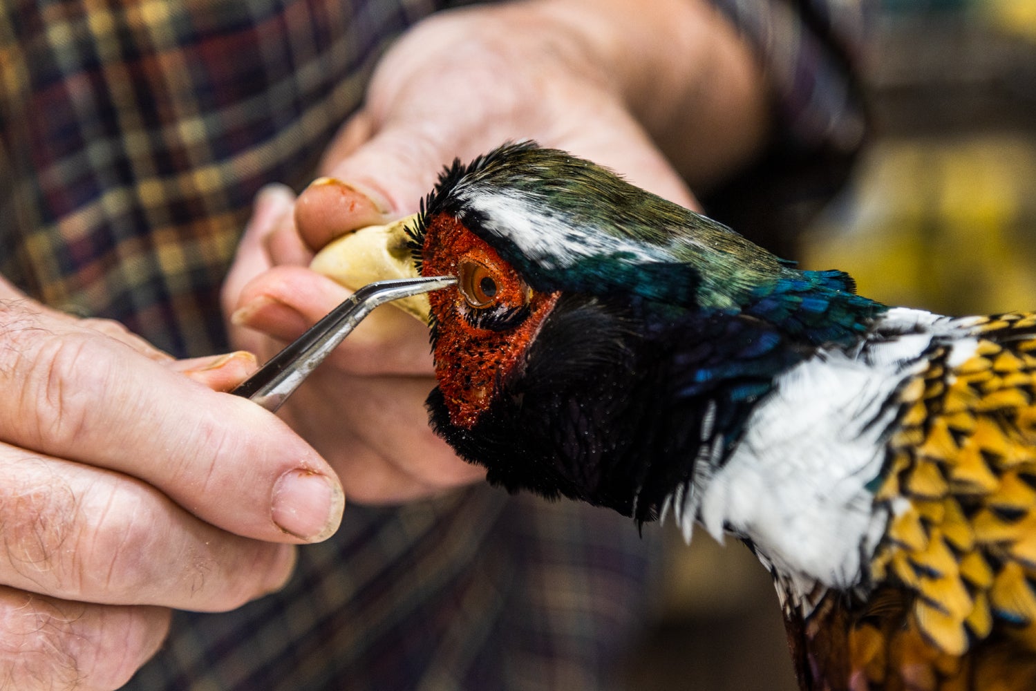 Taxidermist adjusting eyelid on a pheasant mount.