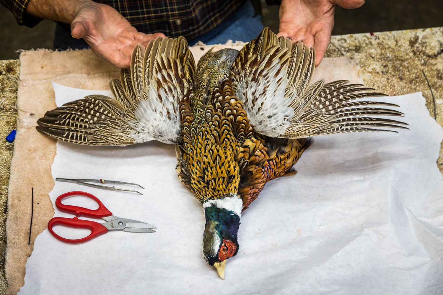 Pheasant taxidermy on a table.