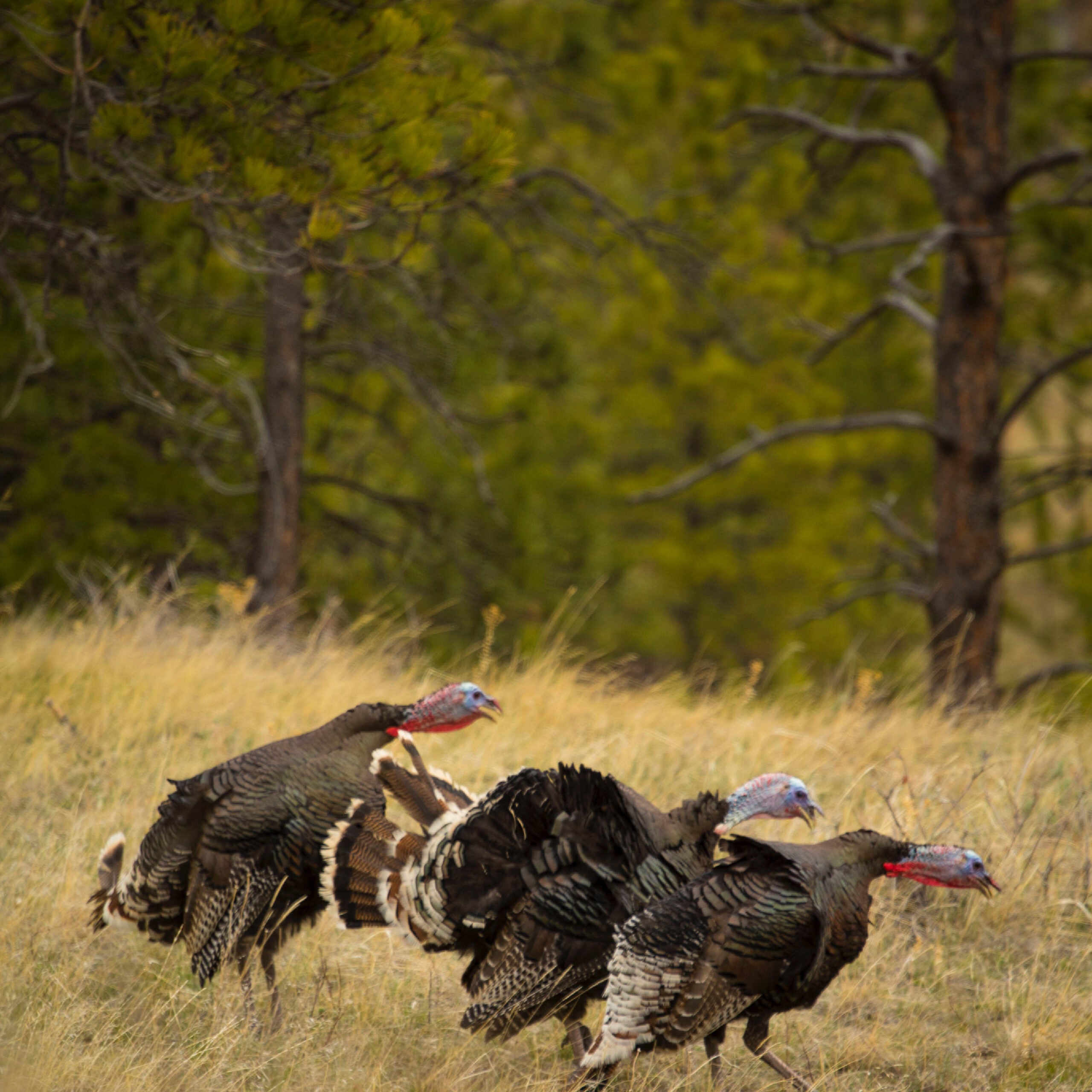 The Best Blinds for Turkey Hunting in 2023