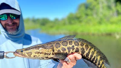 Don’t Call Them Snakeheads in Maryland. They Are Now Chesapeake Channas