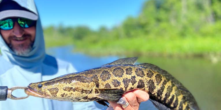 5 Invasive Species You Should Be Catching