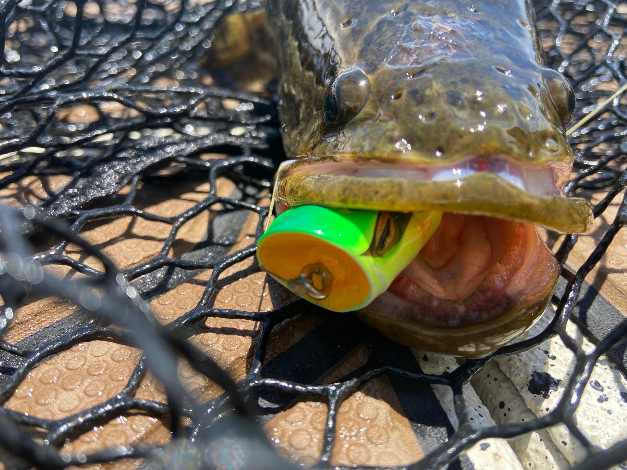 invasive species snakehead caught on a topwater lure