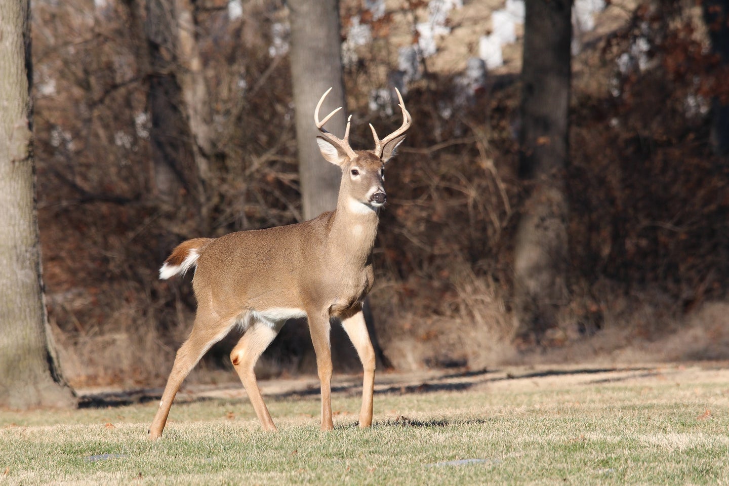 young buck on lawn