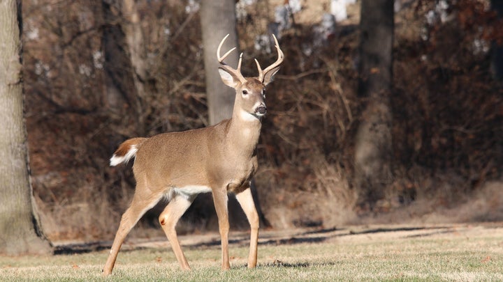 Professional Sharpshooters Increasingly Used to Remove Urban Deer in Cuyahoga County, Ohio