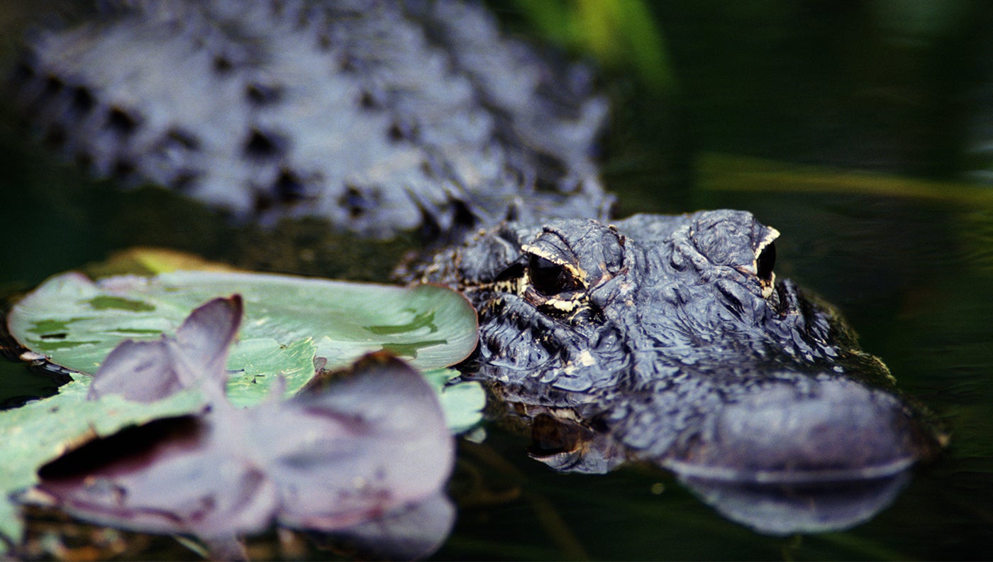 photo of alligator