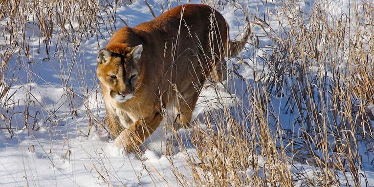 Colorado Town Deals with Series of Mountain Lion Attacks on Pet Dogs