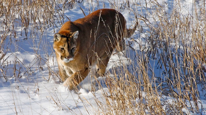 Colorado Town Deals with Series of Mountain Lion Attacks on Pet Dogs