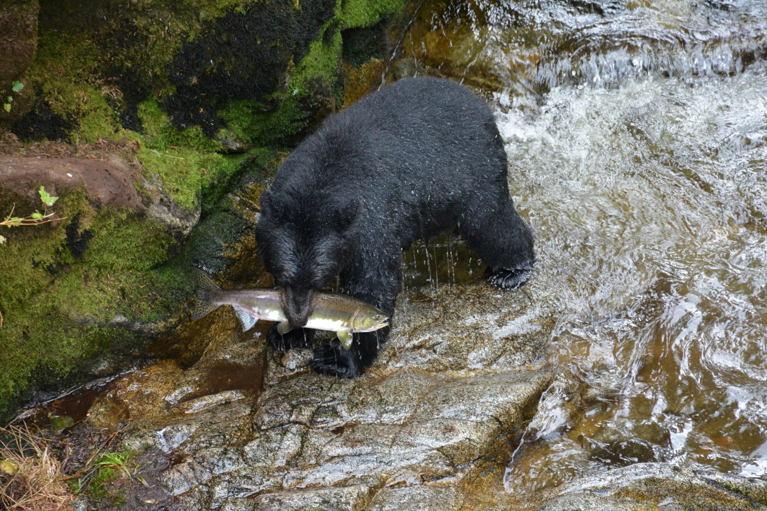 black bear with salmon