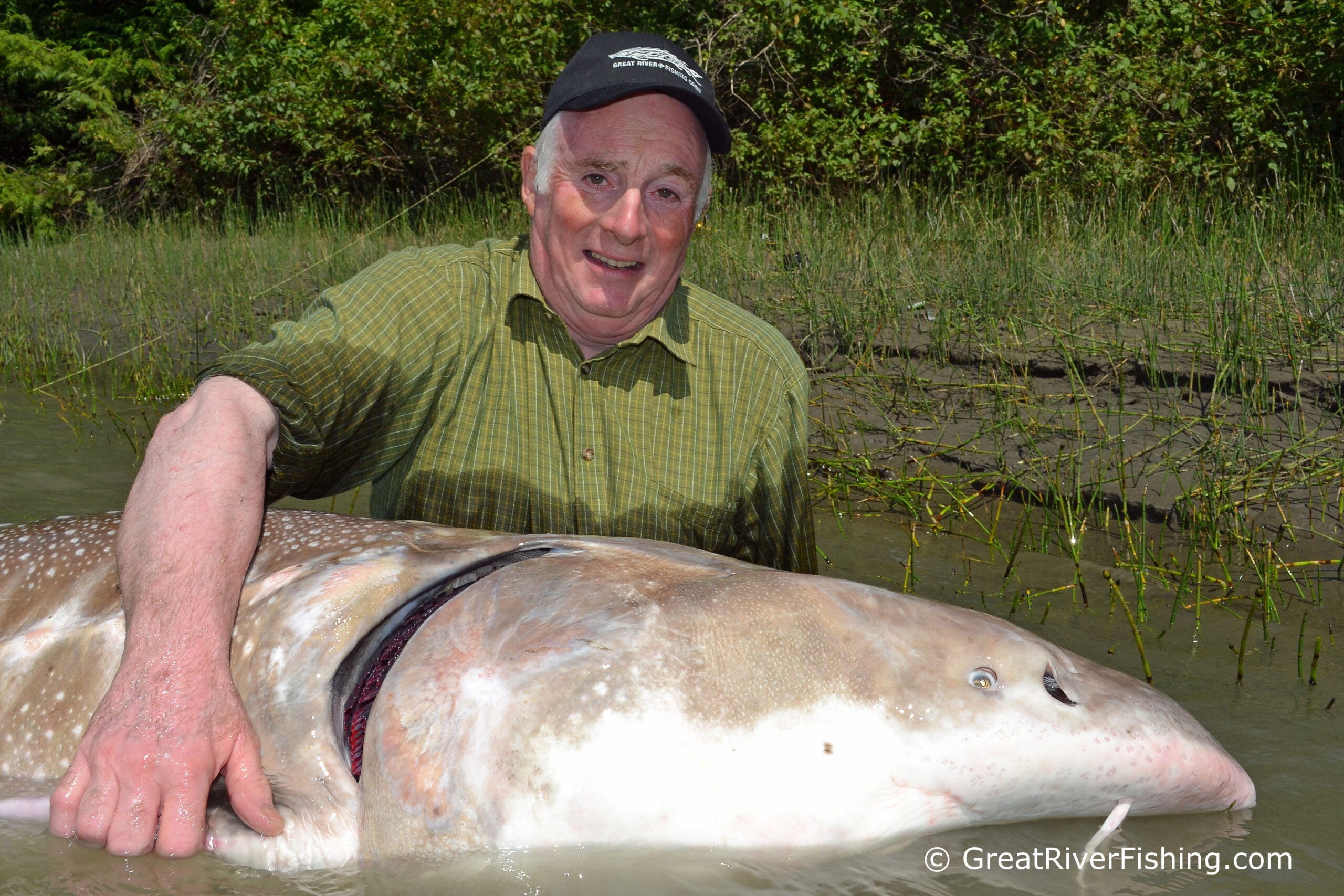 man holds head of giant white sturgeon