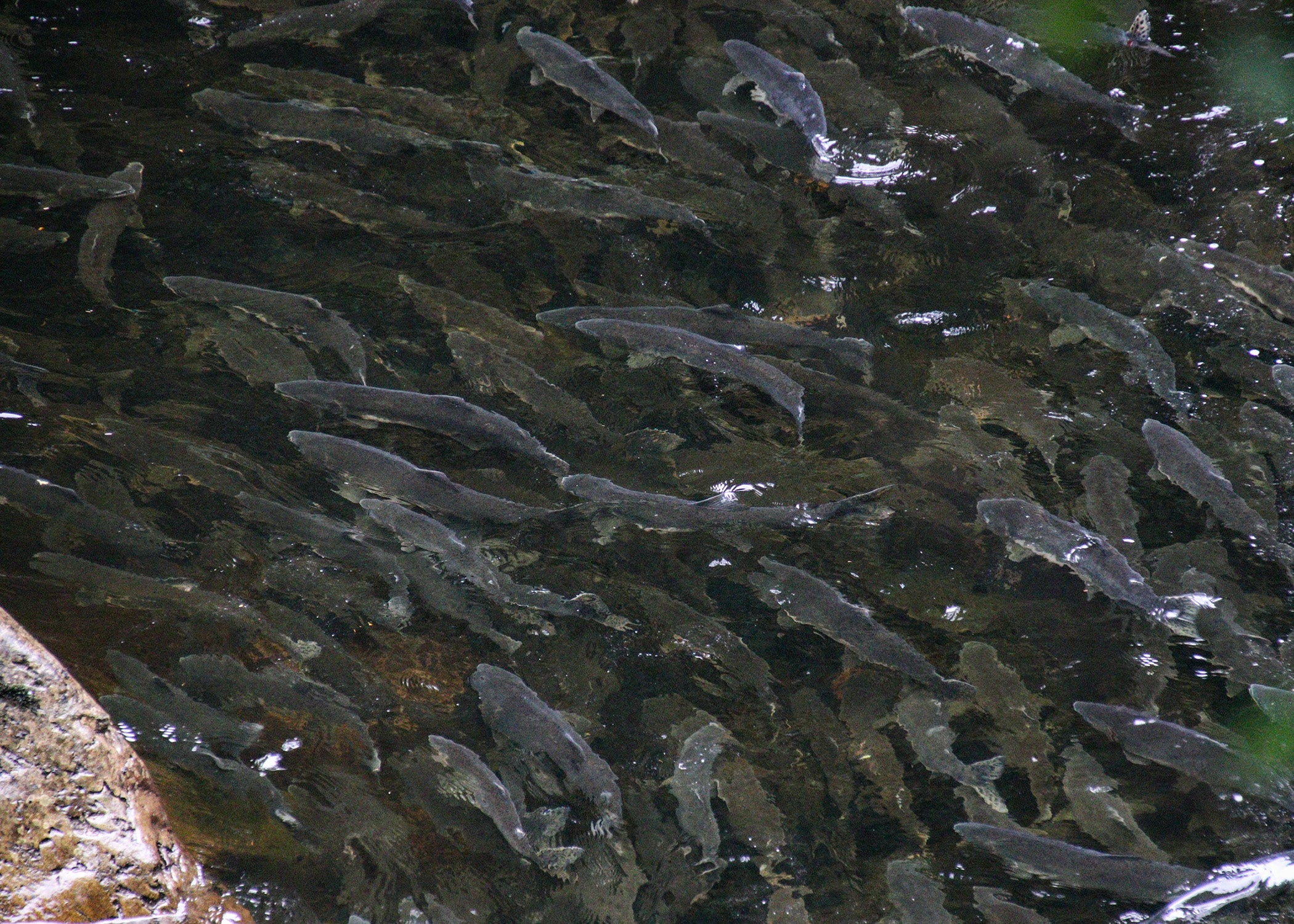 migrating salmon