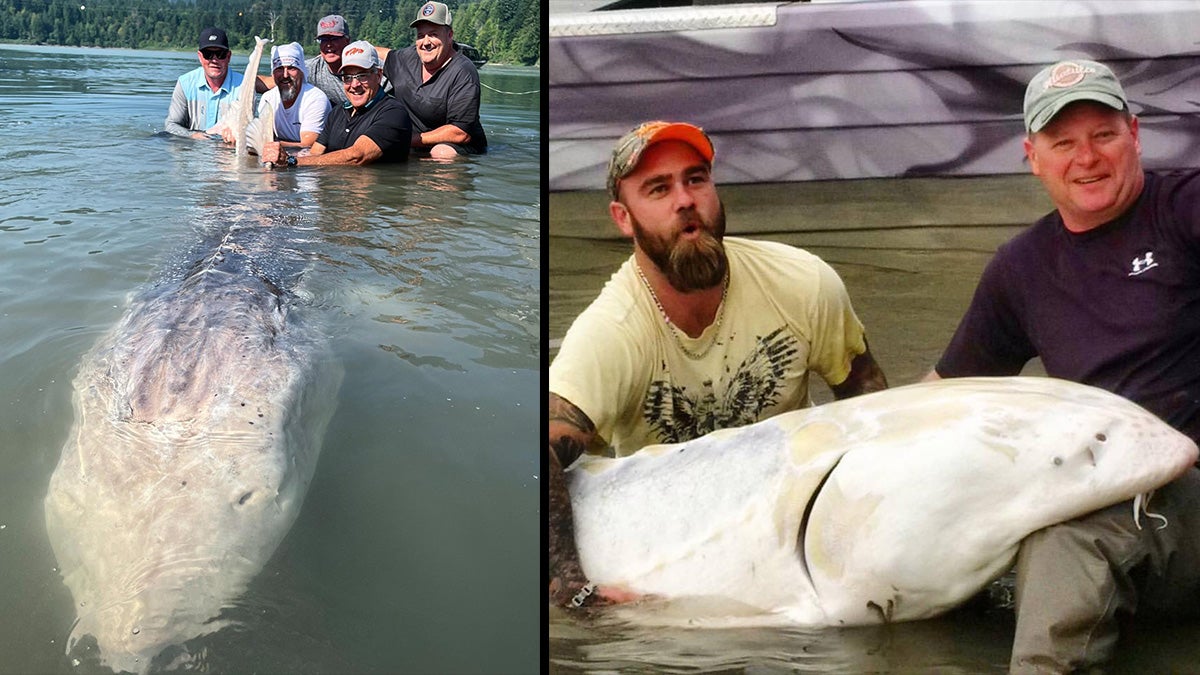 anglers pose with giant white sturgeon