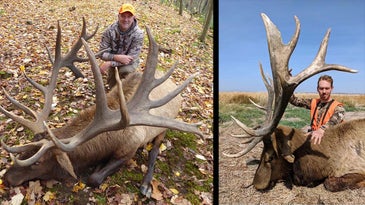 5 Unexpected States to Bag a Monster Bull Elk — If You Can Draw a Tag