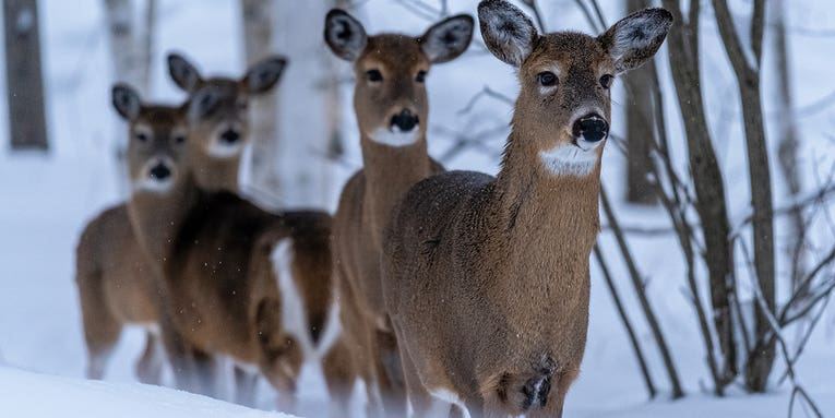What Do Deer Eat in the Winter? And Should You Feed Them?