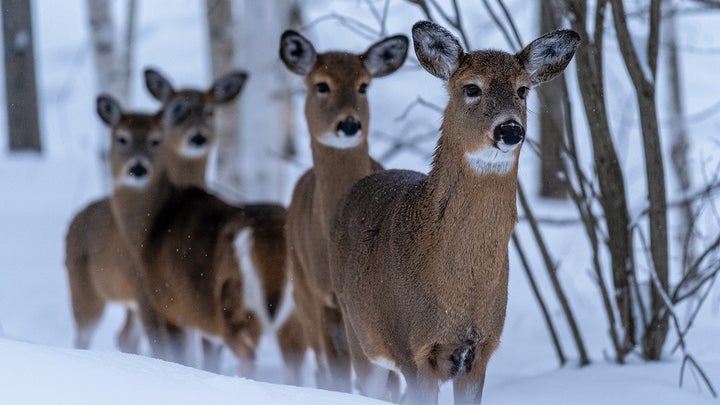 What Do Deer Eat in the Winter? And Should You Feed Them?