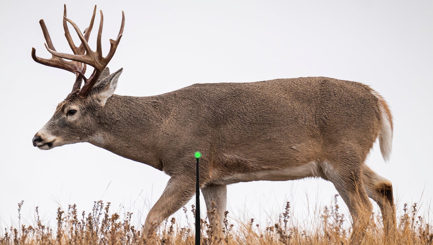 vital-v shot on deer with bow