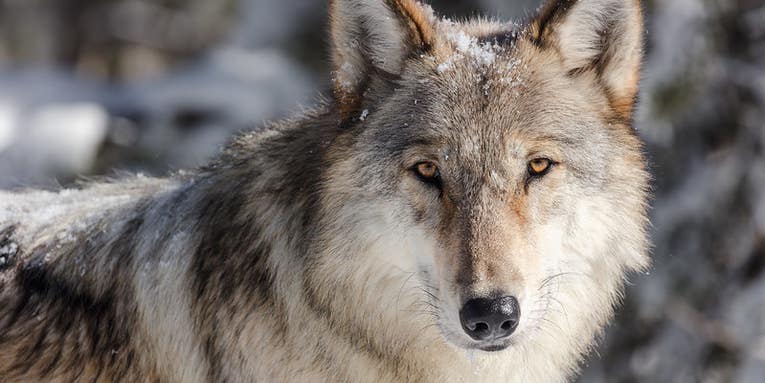 Idaho Unveils Plan to Reduce Wolf Populations by 60 Percent