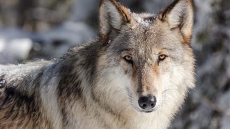 Idaho Unveils Plan to Reduce Wolf Populations by 60 Percent