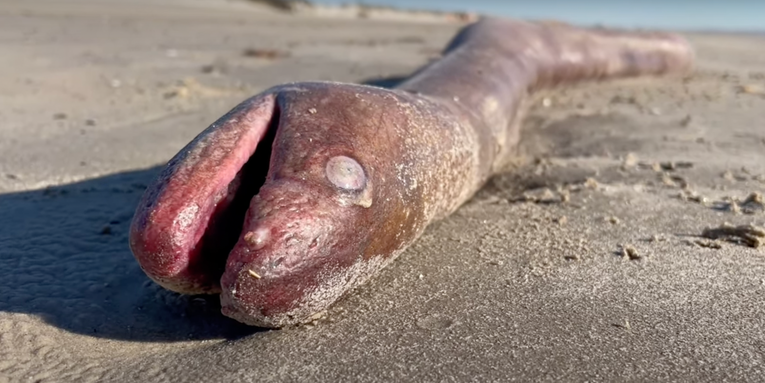 Giant 4-Foot Long Sea Creature Washes Ashore in Texas