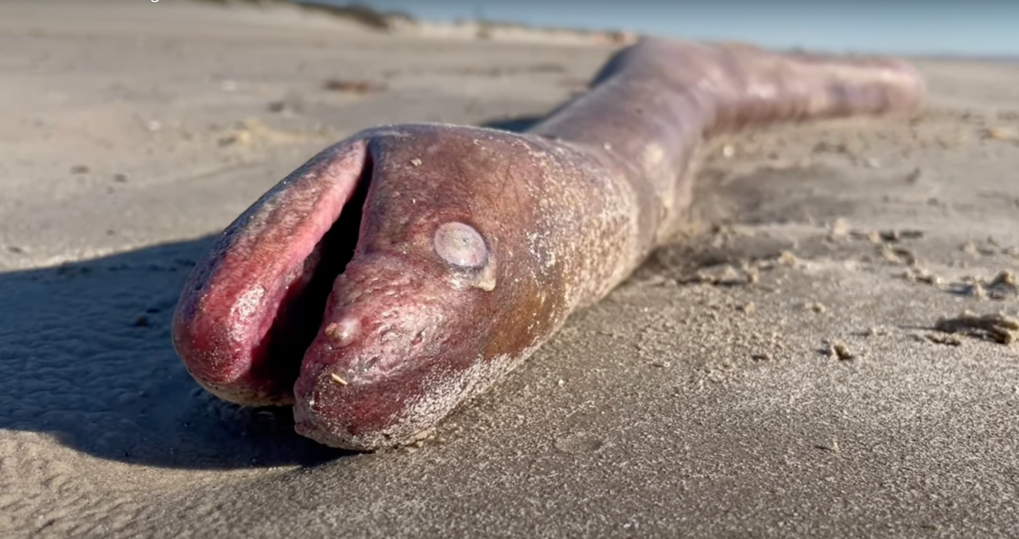 dead American eel on beach