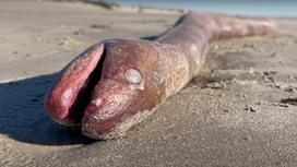 Giant 4-Foot Long Sea Creature Washes Ashore in Texas