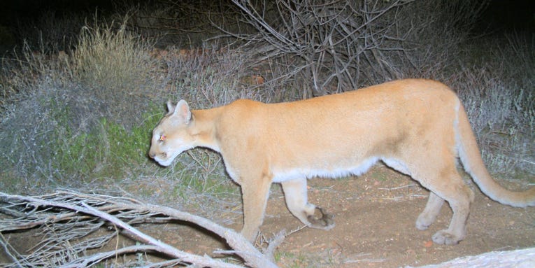 Two Hunters in Iowa Bag Rare Mountain Lion While Hunting Coyotes
