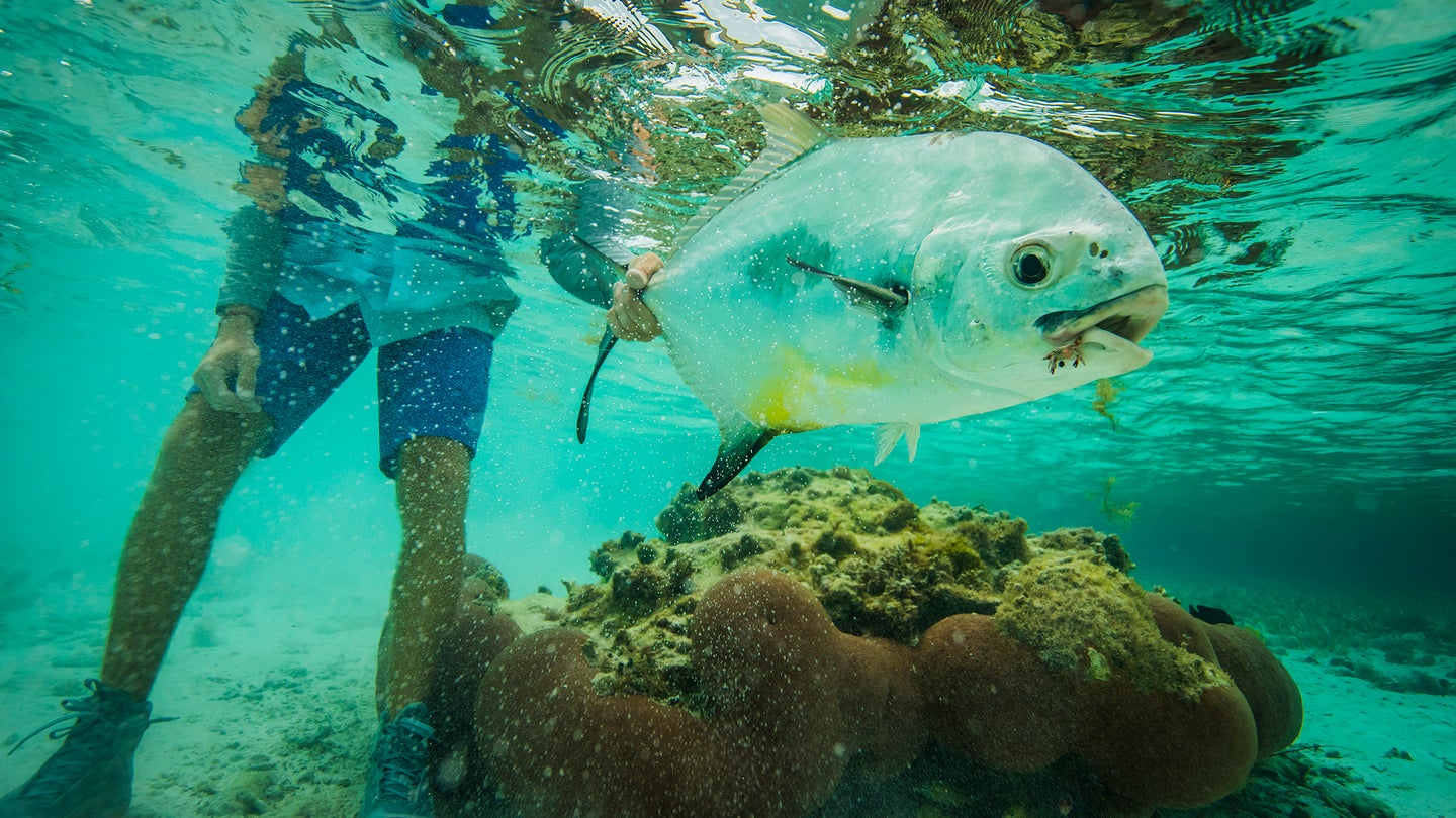 underwater view of permit being held by tail