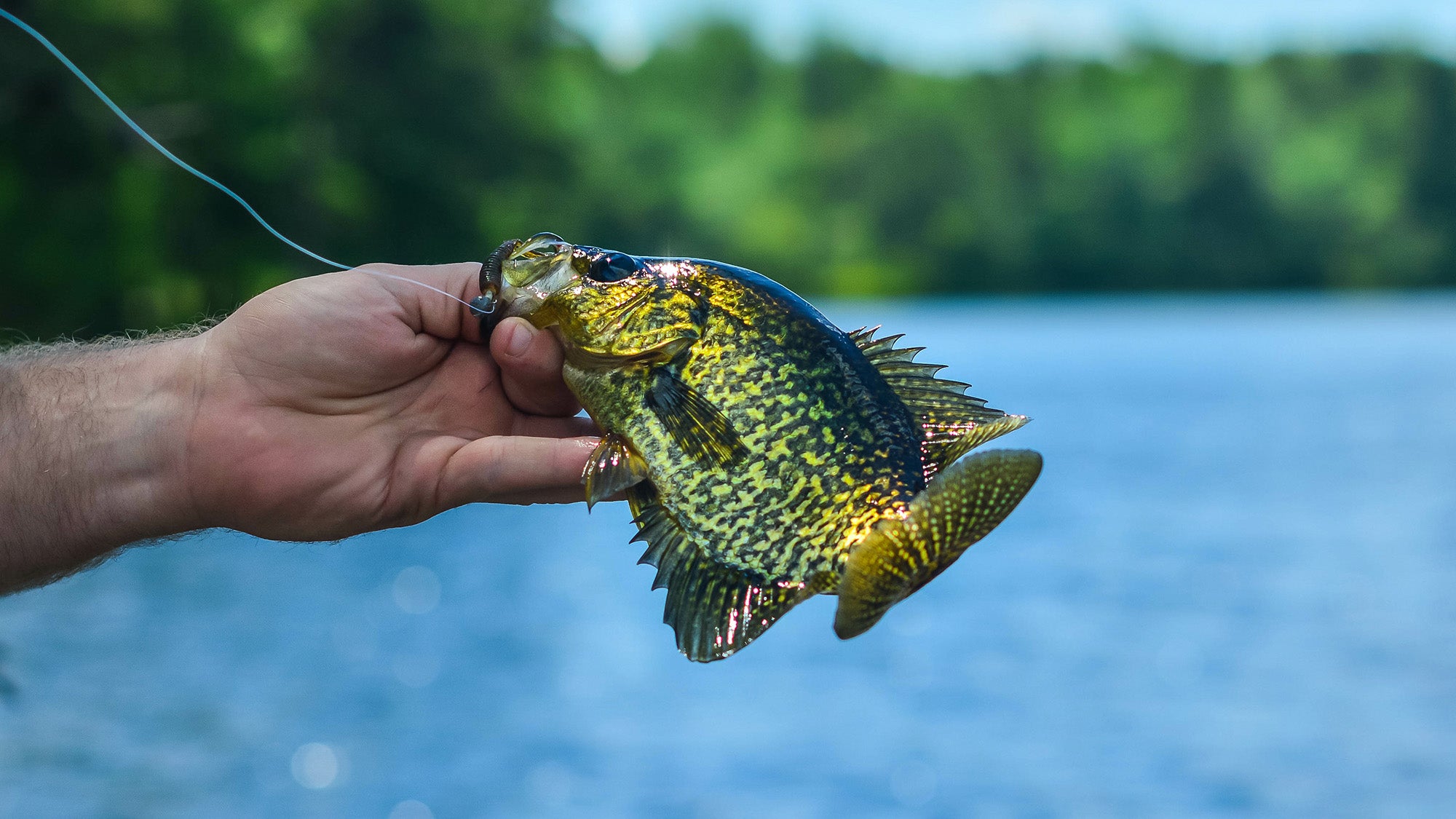 Panfish Archives - Page 8 of 16 - Outdoor News