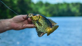 How to Catch Crappie: A Complete Guide