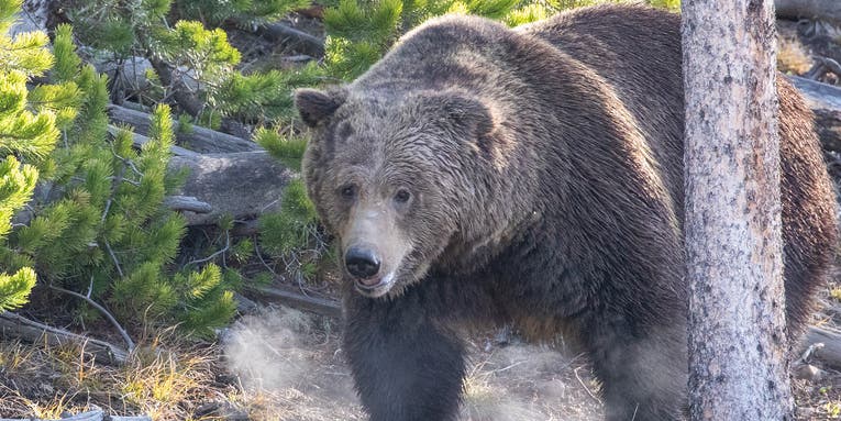 Feds Will Consider Removing Grizzly Bears from Endangered Species List in Montana and Wyoming