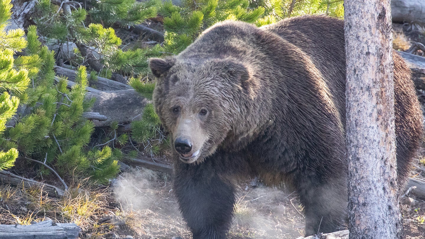 Feds Will Consider Removing Grizzly Bears from Endangered Species List in Montana & Wyoming