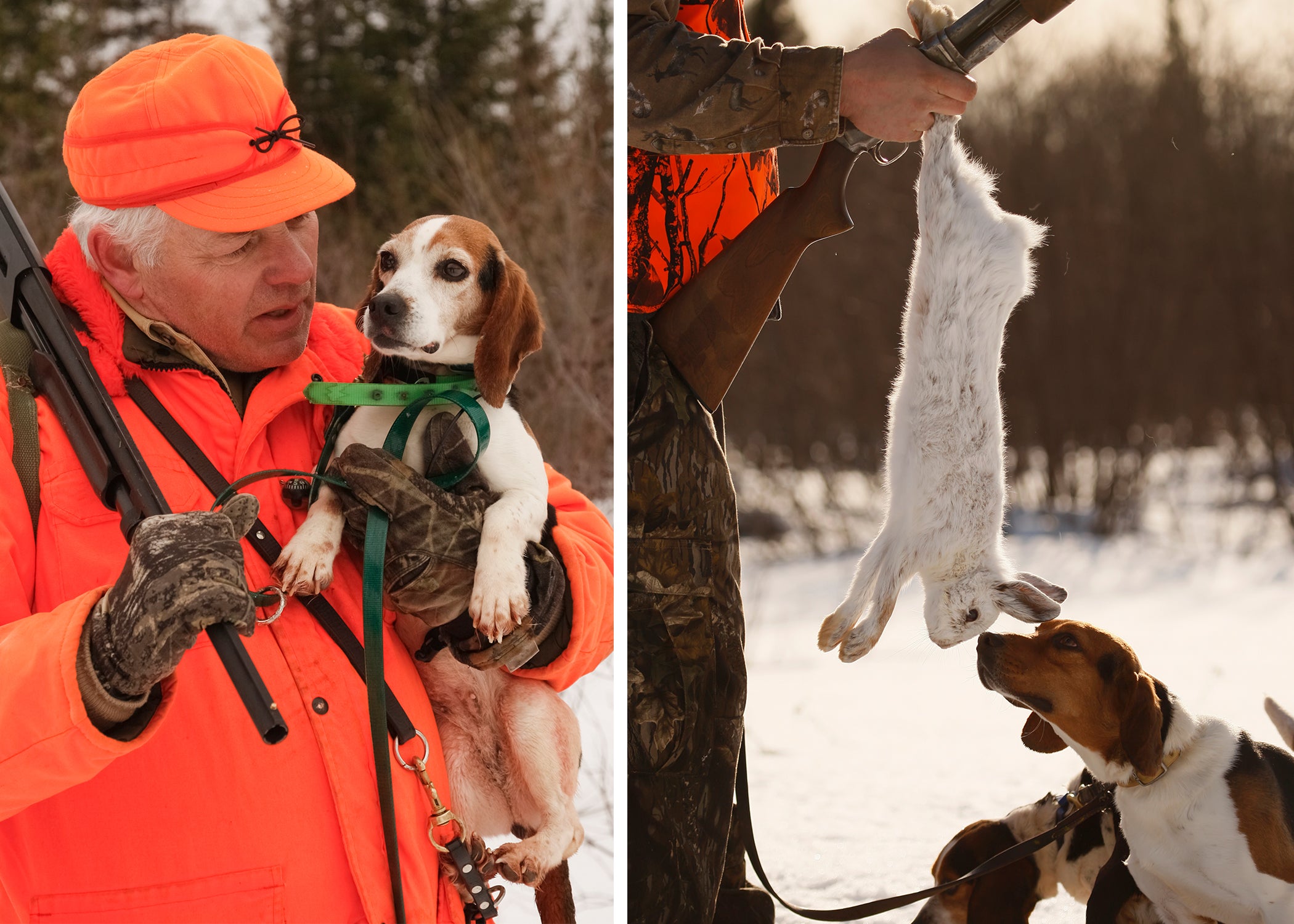 photo of how to hunt rabbits with dogs