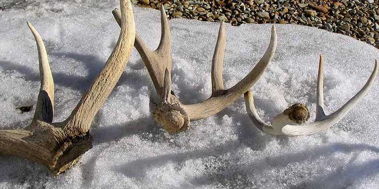Utah Enacts State-Wide Emergency Shed Hunting Closure to Protect Big Game