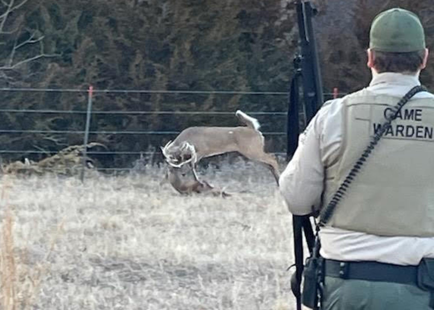 Kansas Game Warden rescues trapped deer