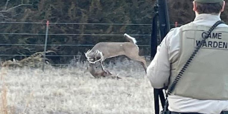 Game Warden Frees Entangled Deer by Shooting Antlers Off With a Shotgun