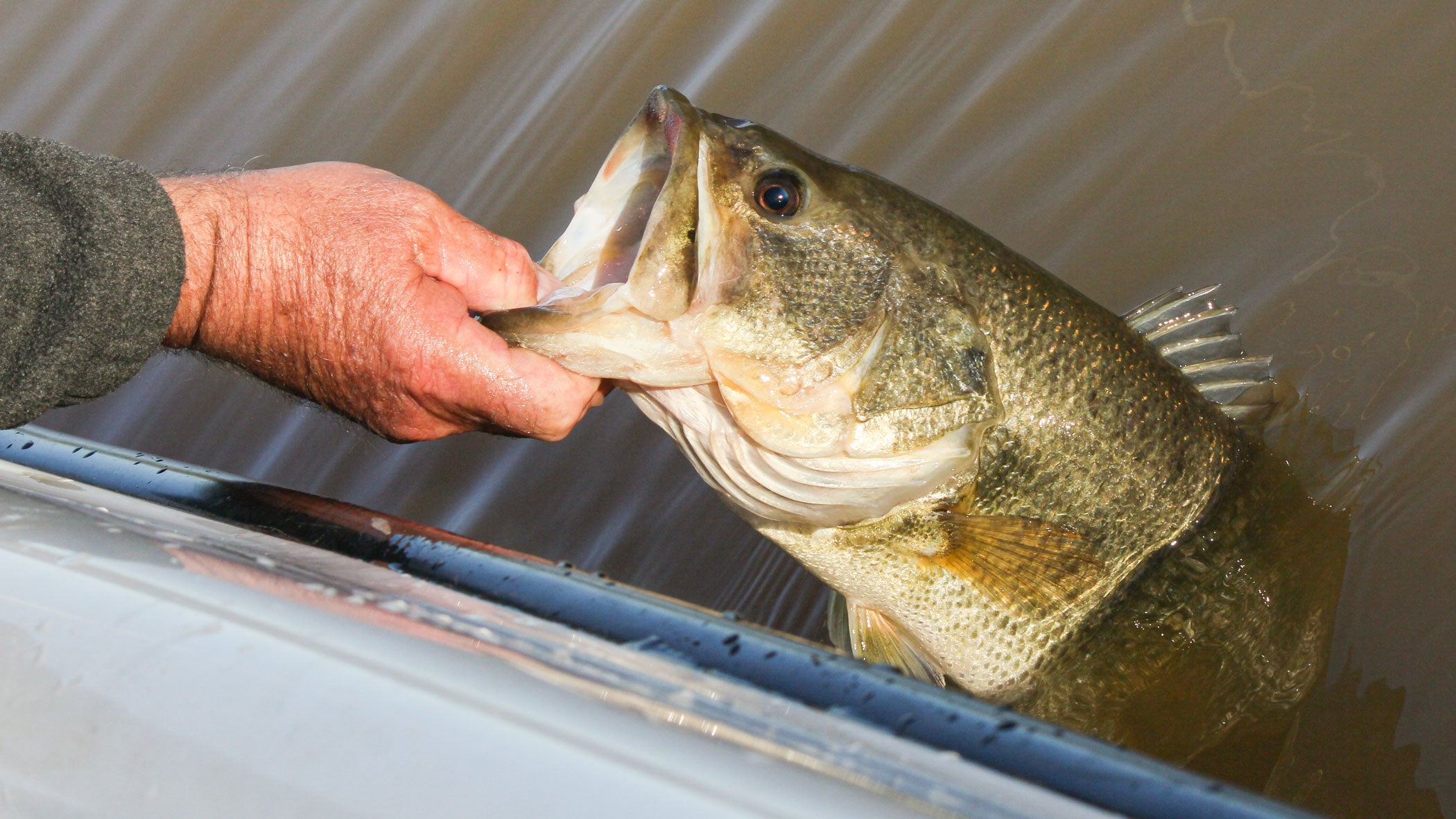 angler lifts a largemouth bass