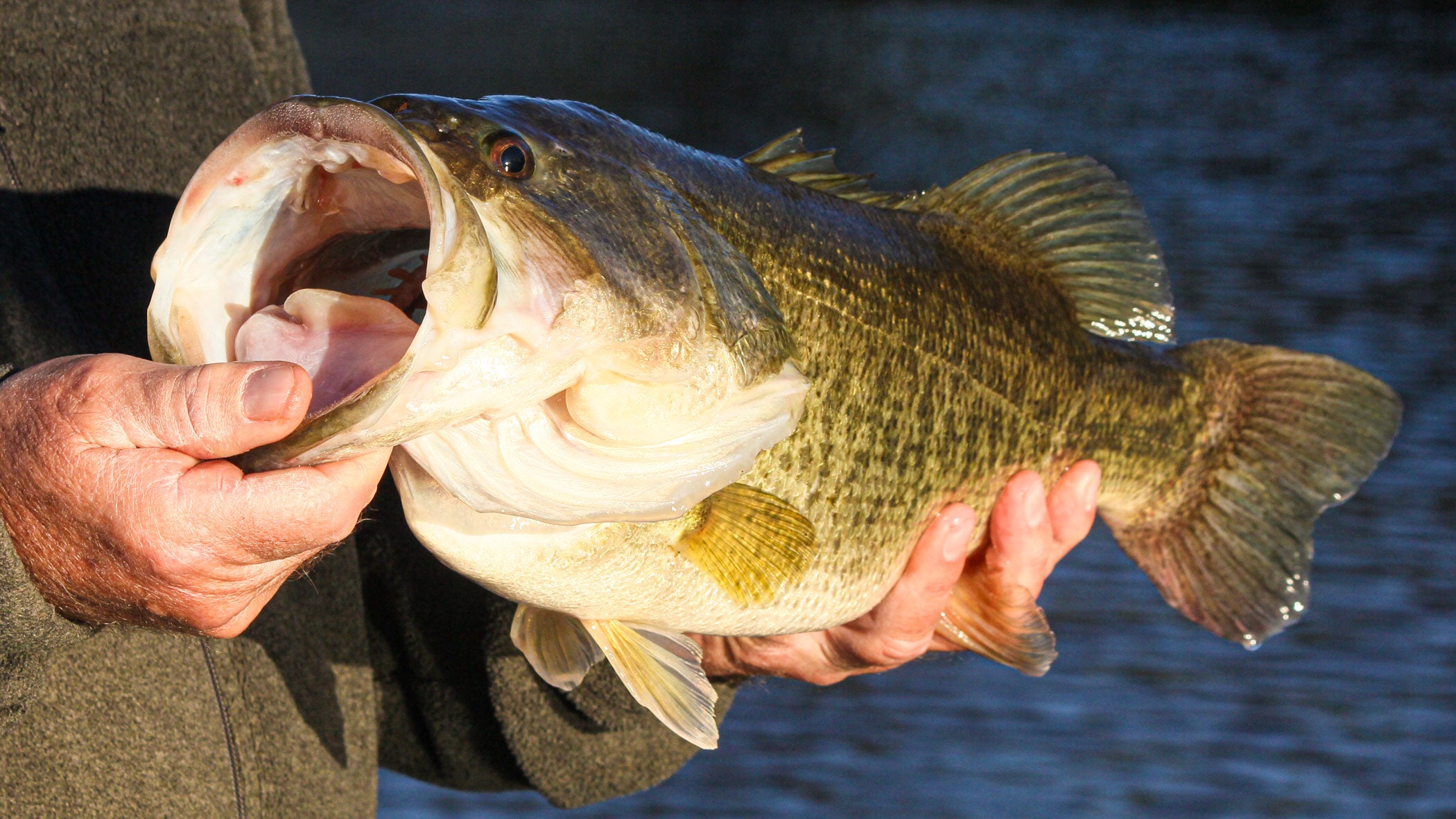 Chatterbait lures catch big largemouth bass