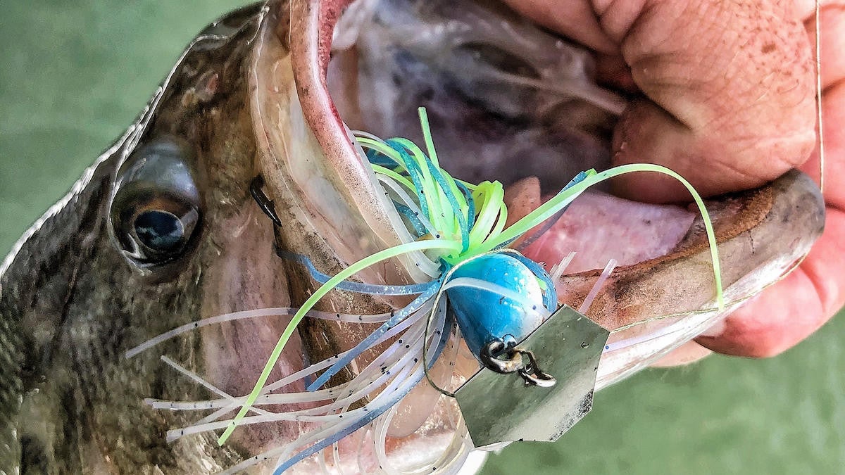 learn how to fish a chatterbait to catch bass.