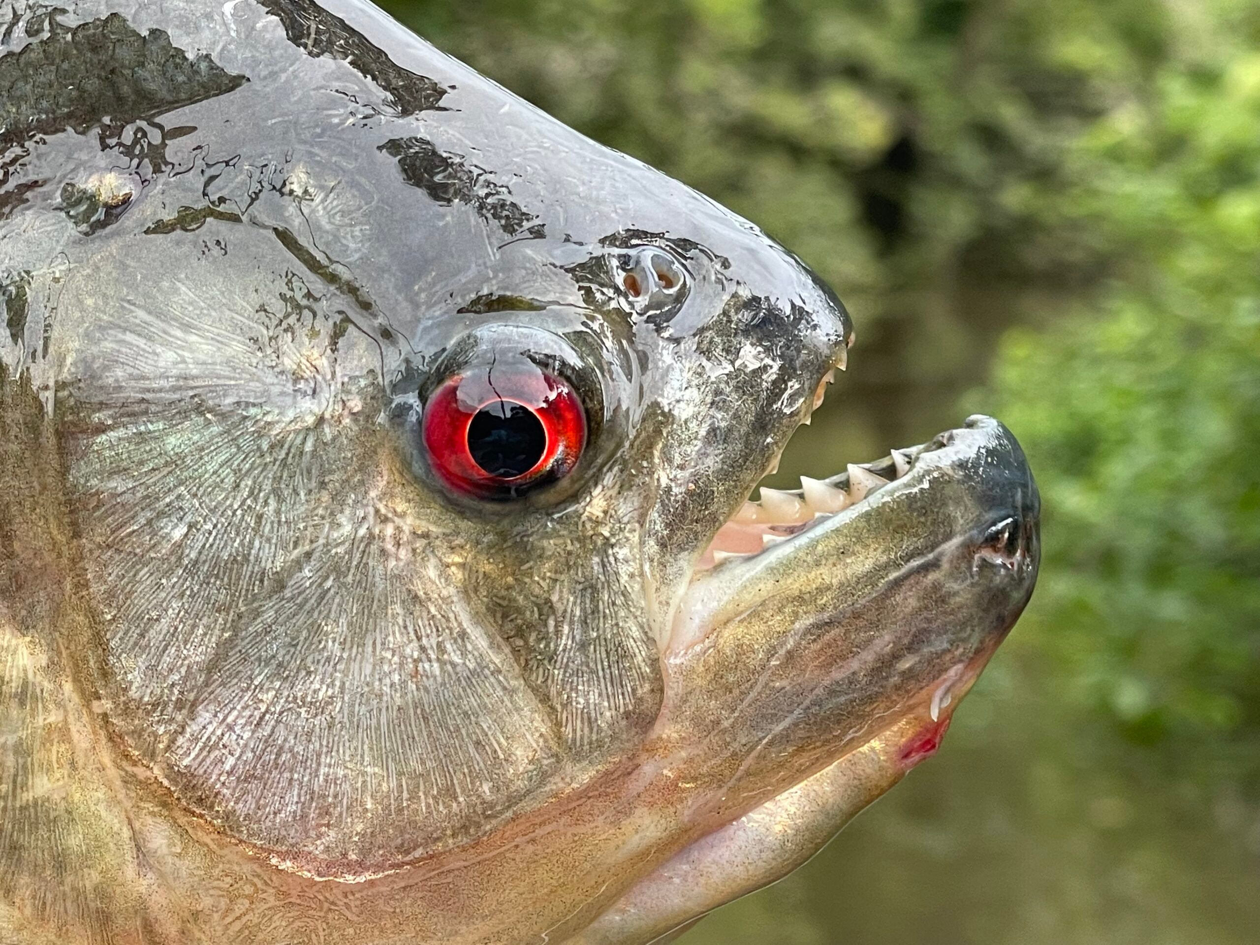 piranha close-up
