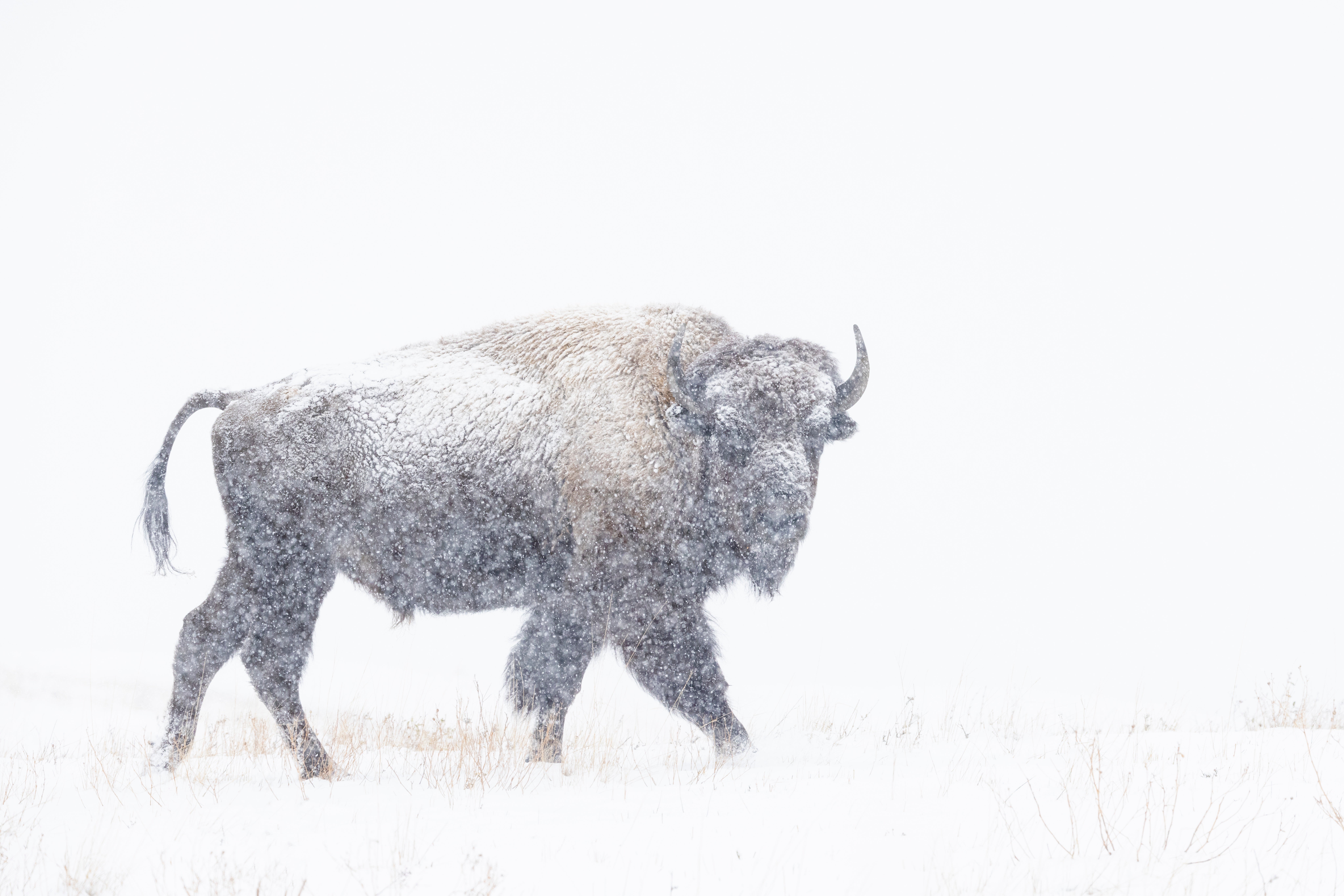 bison walks in a snowstorm