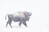 bison walks in a snowstorm