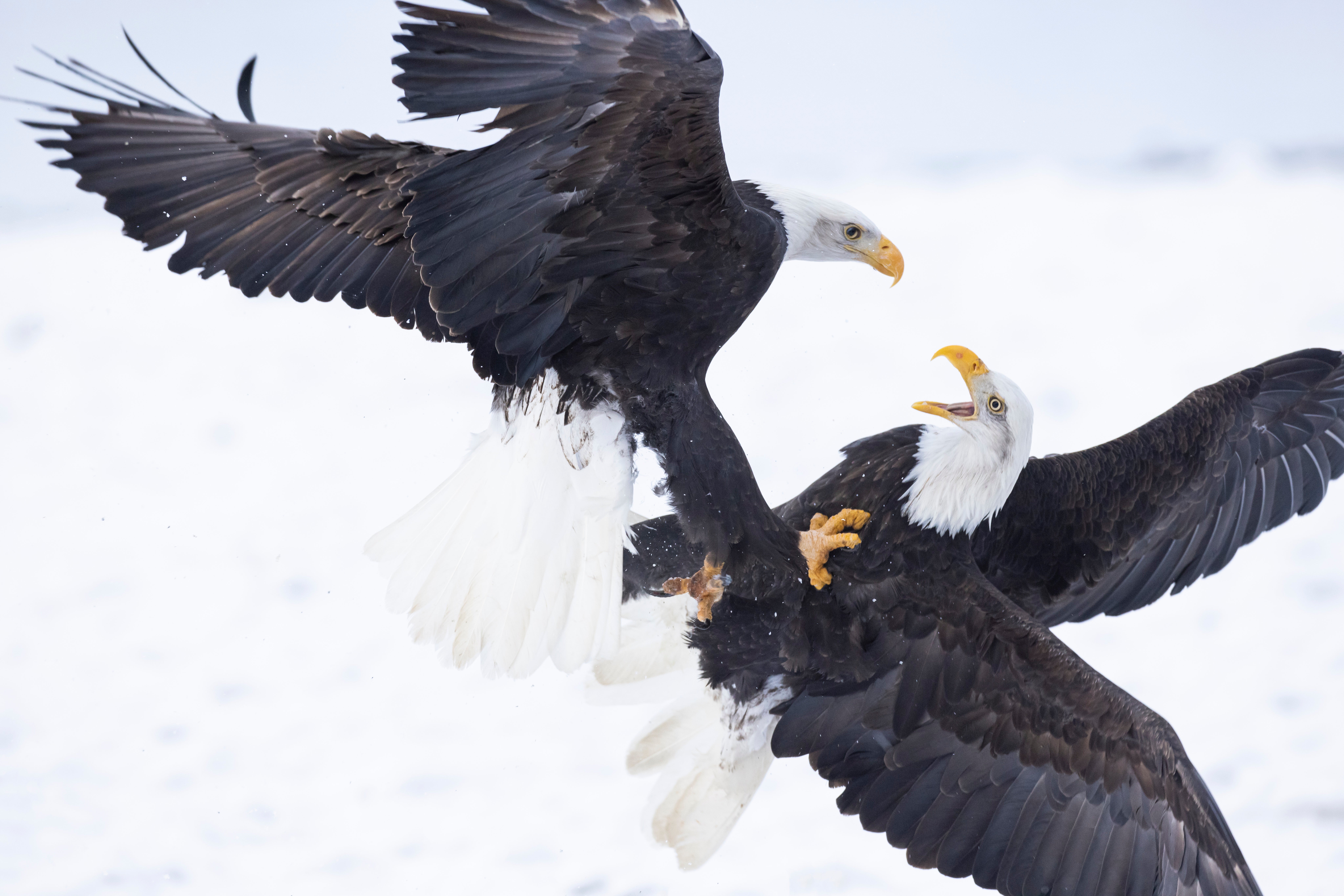 bald eagles fighting