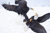 bald eagles fighting
