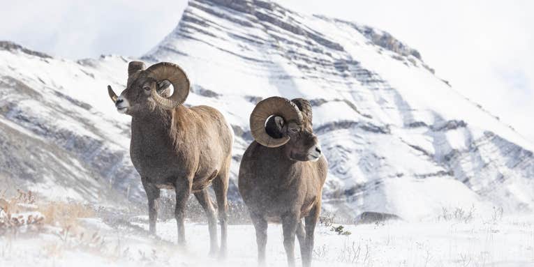 Winter Wonderlands: Dispatches from a Wildlife Photographer