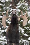 moose rutting