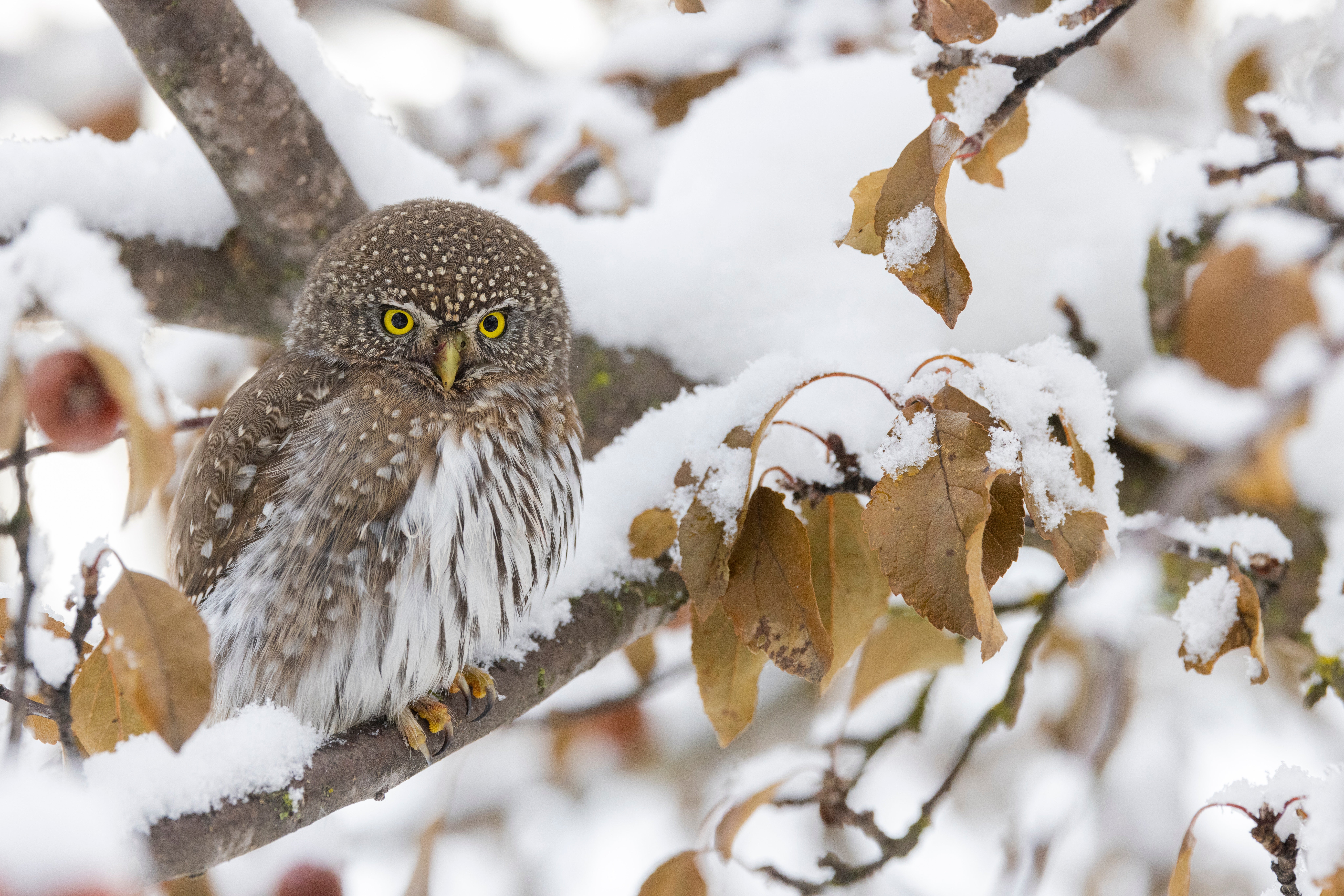 Northern pygmy owl in a tree