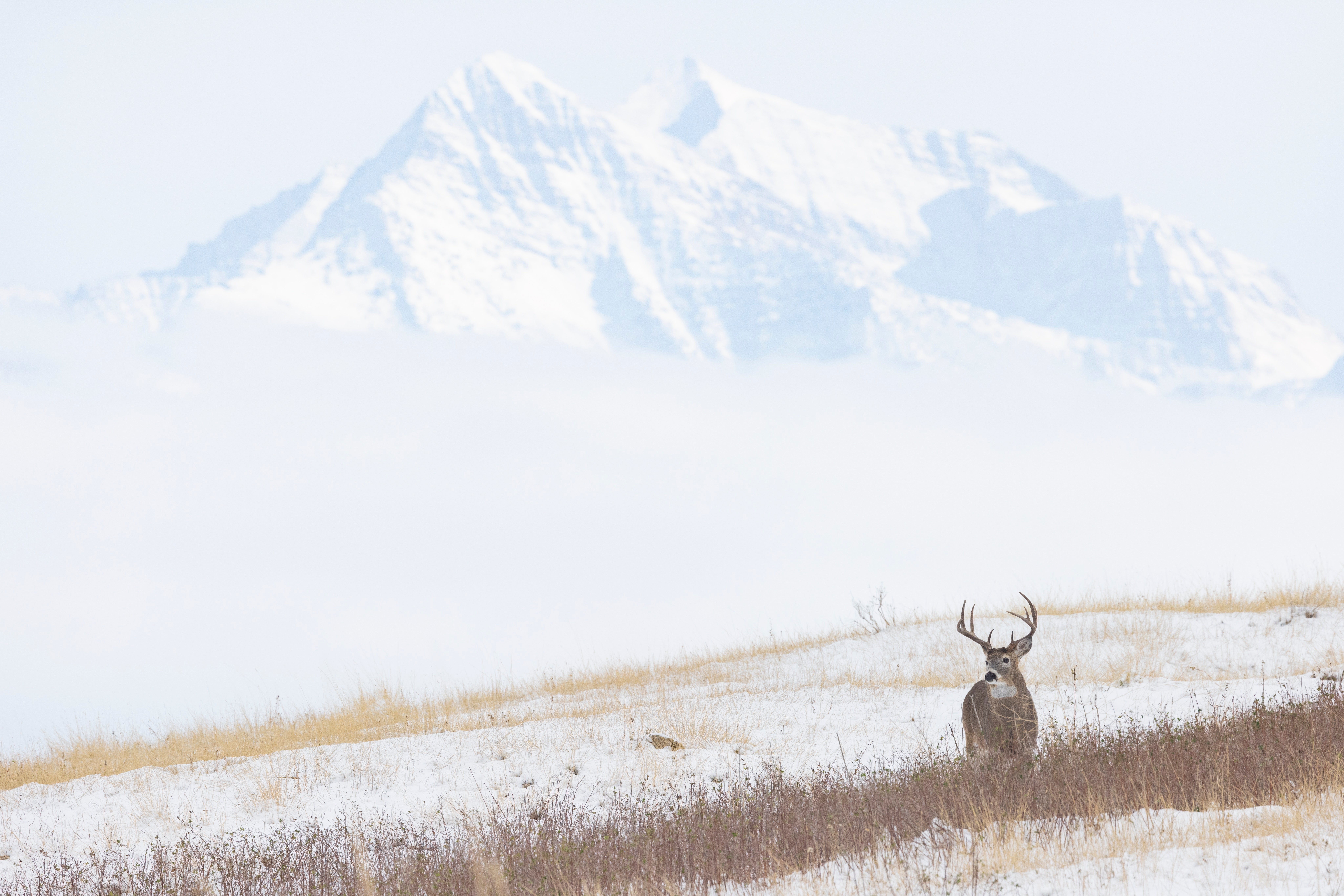 whitetail deer buck in montana