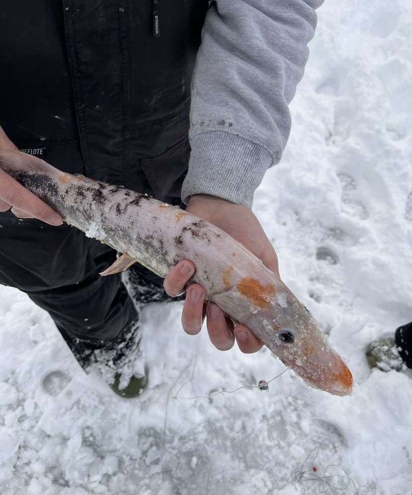 chain pickerel caught in the ice