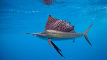 Researchers Record Rare Footage of Lone Sailfish Hunting Tuna