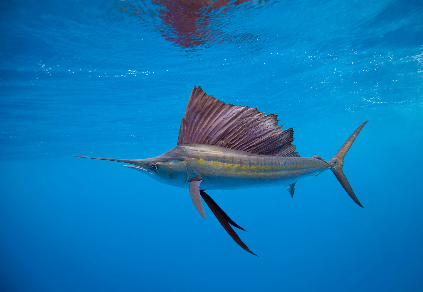 sailfish in ocean